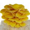 golden-oyster-mushroom.jpg