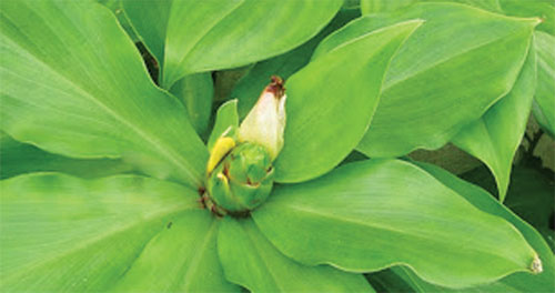 insulin plant S effect of the insulin plant ( costus igneus ) leaves on blood glucose levels in diabetic patients: a cross. insulin plant S effect of the insulin plant ( costus igneus ) leaves on blood glucose levels in diabetic patients: a cross.