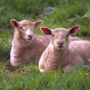 farming consultancy is subsidiary of s g farms and stallfed com we 