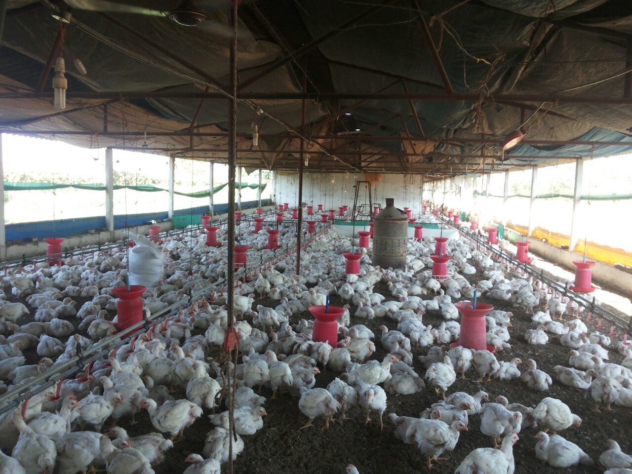 poultry business plan Poultry farming project cost plan ki jankari hindi i have my own land in sikandrabad up and i am very much interested to start poultry business in large scale. poultry business plan Poultry farming project cost plan ki jankari hindi i have my own land in sikandrabad up and i am very much interested to start poultry business in large scale.