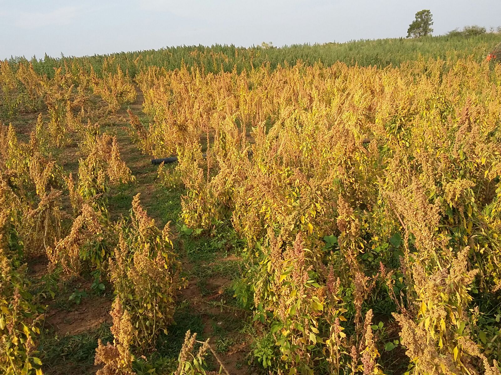 quinoa yield per acre