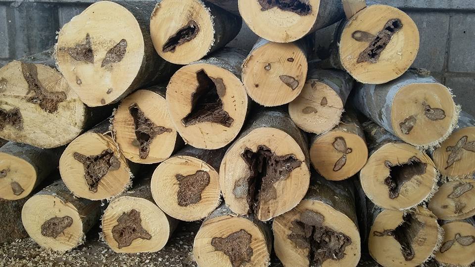 oud tree price