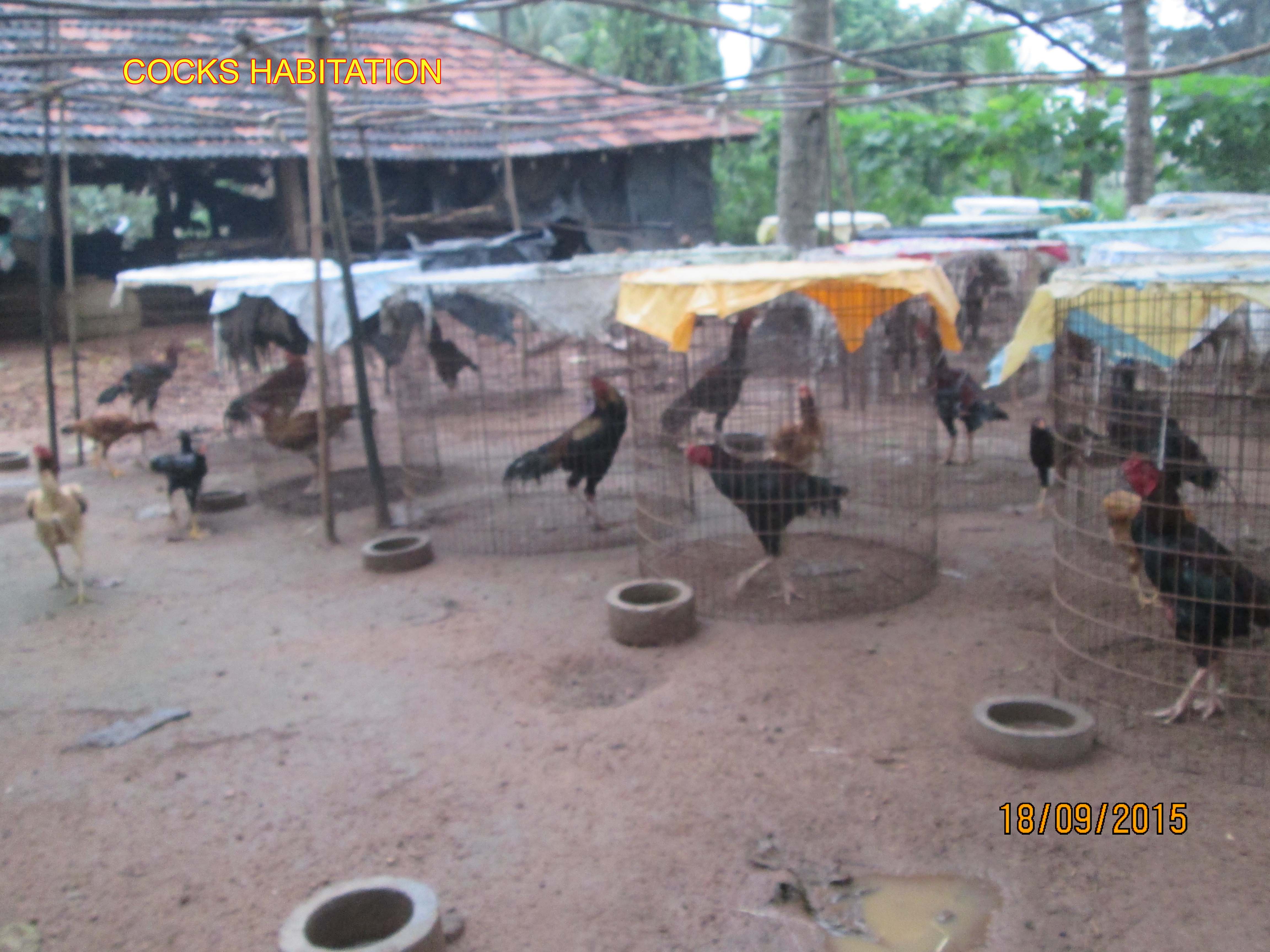 Godavari Backyard Poultry Farm  AgricultureInformation.com