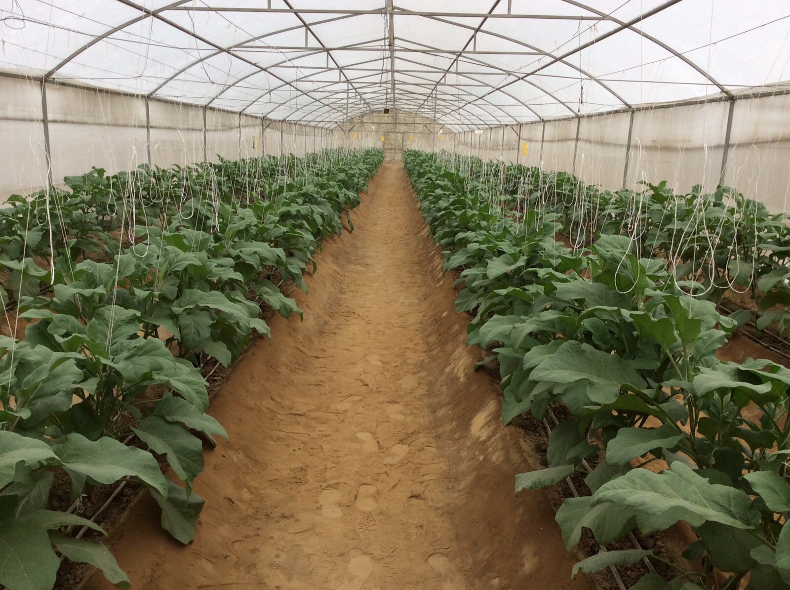 tunnel farming High tunnels can be a great additional tool for the small farmer learn the top ten reasons why a high tunnel might be right for your small farm. tunnel farming High tunnels can be a great additional tool for the small farmer learn the top ten reasons why a high tunnel might be right for your small farm.
