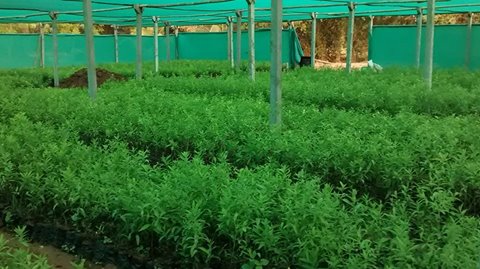 indian sandalwood farms guntur