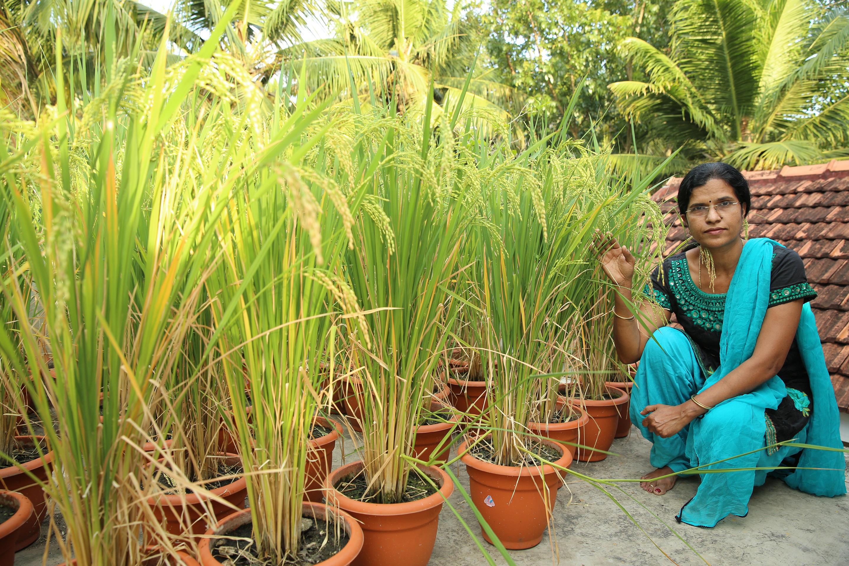 Mrs Ambika Og Terrace Farming Of Vegetables And Paddy Plz 9531 Copy