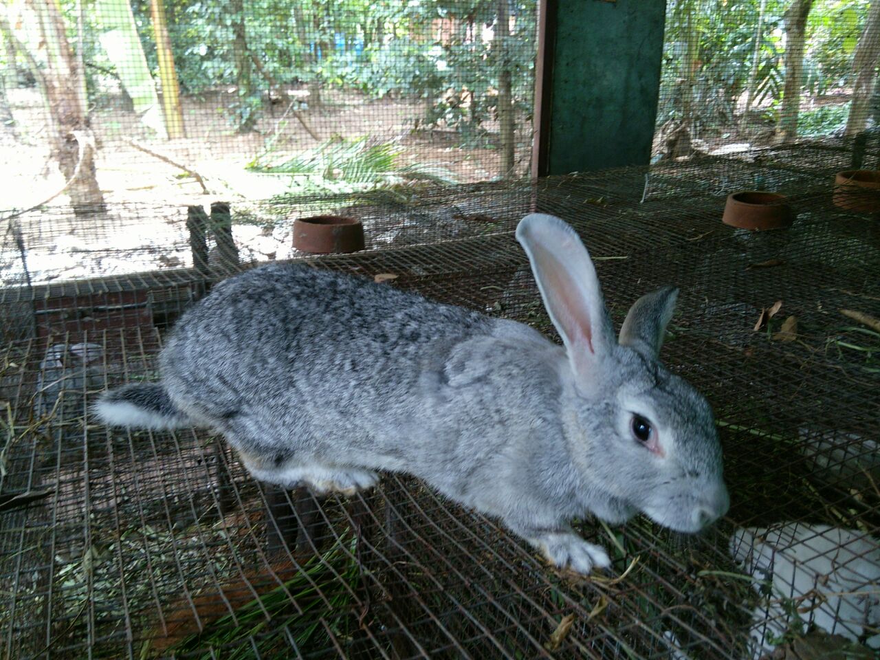 Rabbit Food List In Kannada Rabbit Food List In Kannada