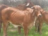 Gir-cows1.jpg