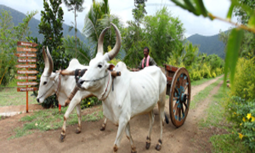 harvest-fresh-Bulloack-cart-ride-for-the-guests-300x137.jpg