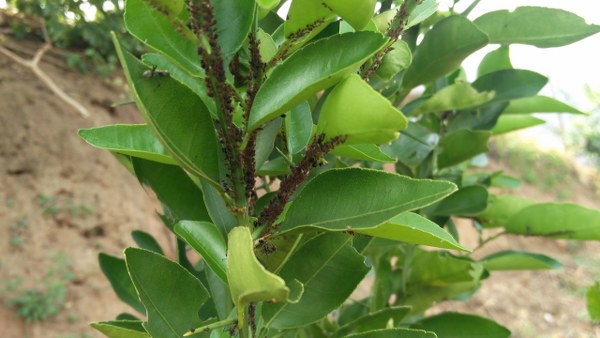 01_600x338.jpg