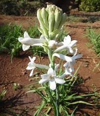 Adappa-Surgoor-pc-2.jpg