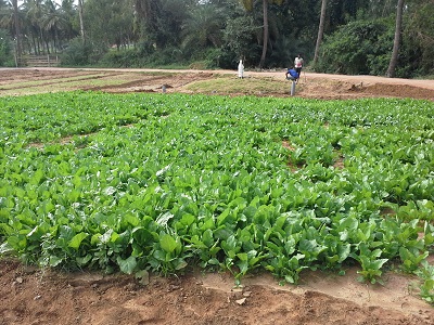 Back2Basics  2 a.jpg