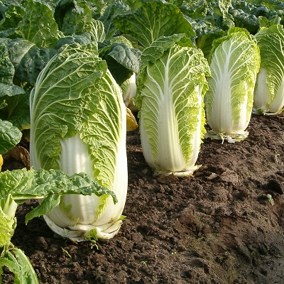 Back2Basics  4 a.jpg