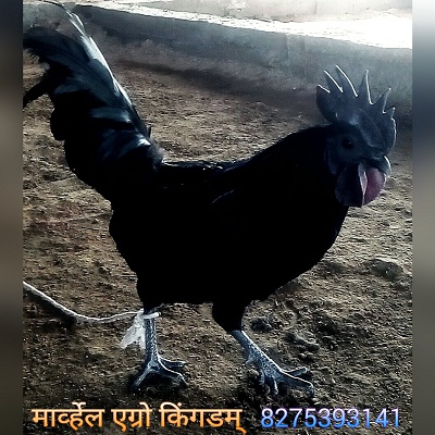 Black Kadaknath 01.jpg