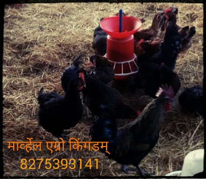 Black Kadaknath .jpg