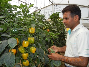 Capsicum CEV.jpg