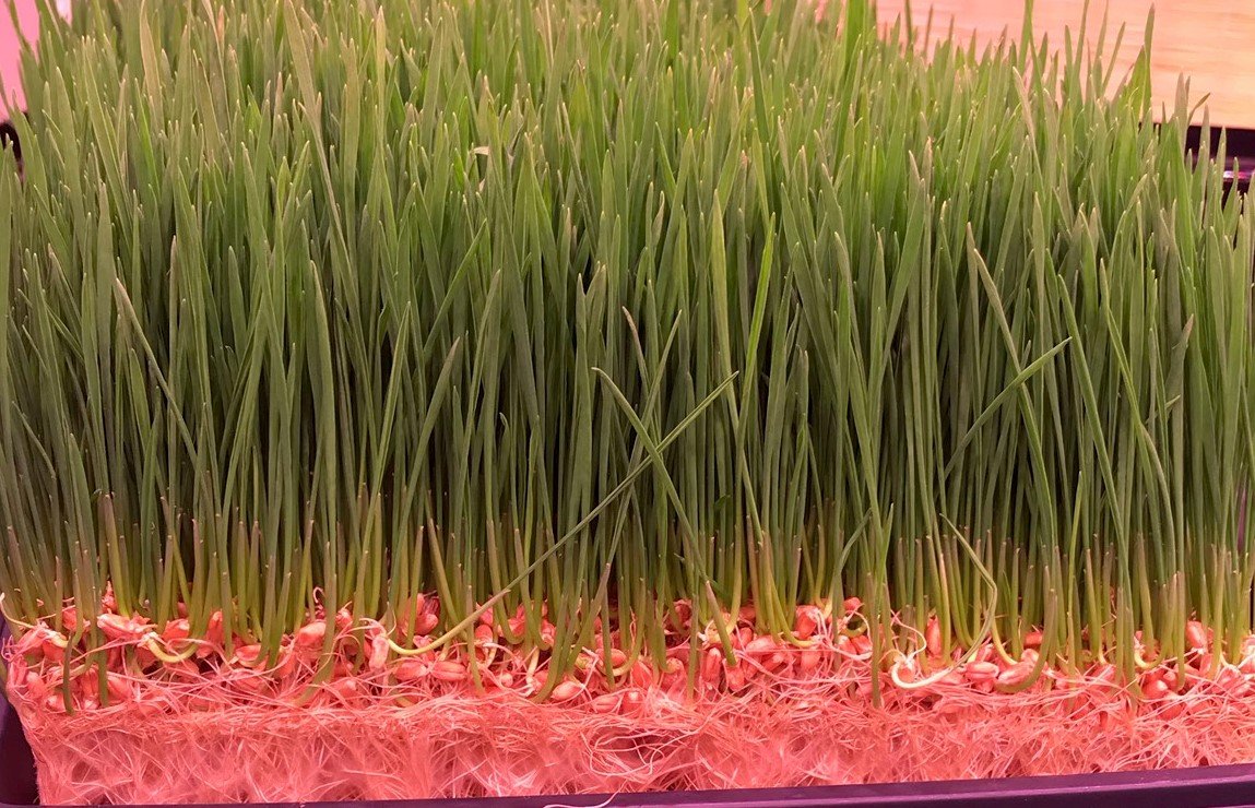 ChanvraGrow_hemp_Grow_Mat_.jpeg ChanvraGrow_hemp_Grow_Mat_.jpeg