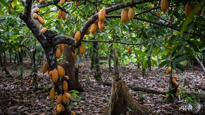 Cocoa tree.jpg