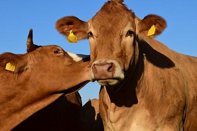 cow-1863875__340.jpg