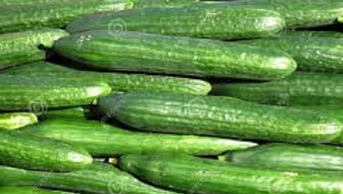 cucumber 1.jpg