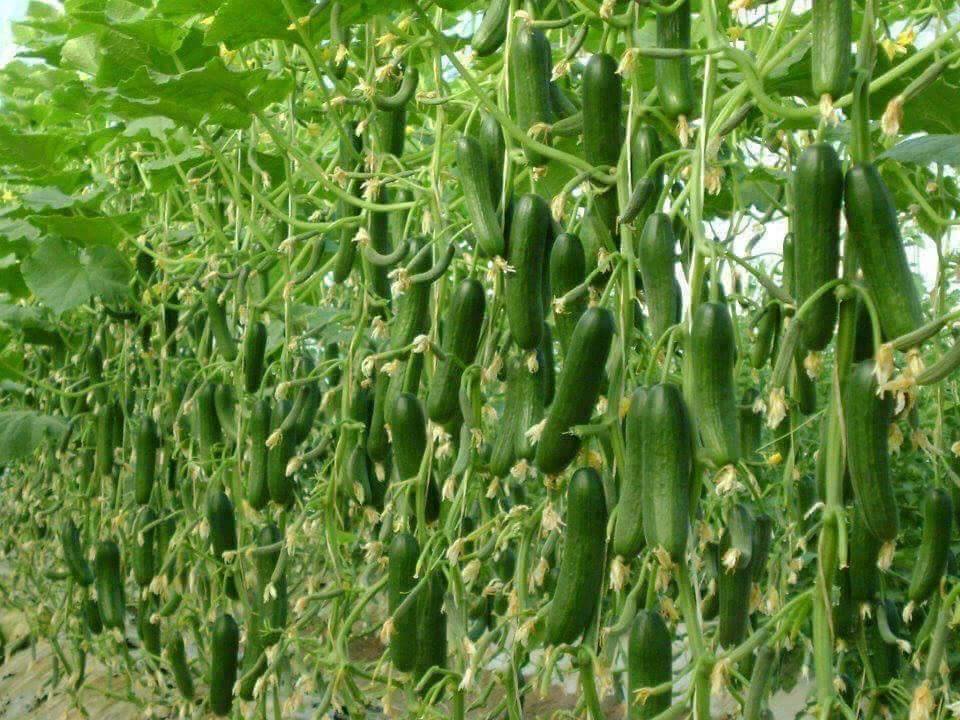 CUCUMBER 1Z.jpg