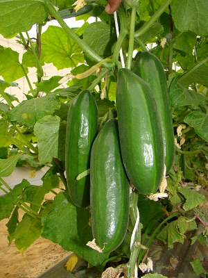 Cucumber CEV.jpg