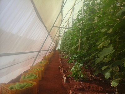Cucumber harvested in polyhouse.jpg