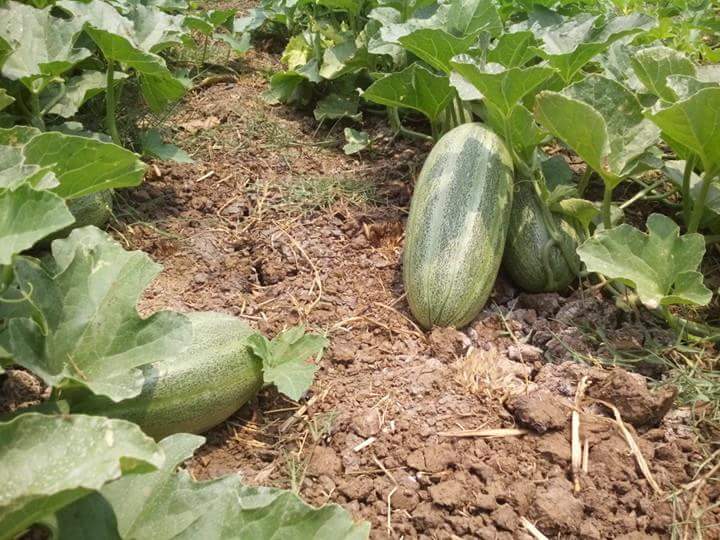 cucumber.jpg