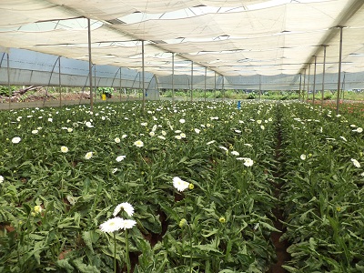 Gerbera flowers grown in poly house.jpg