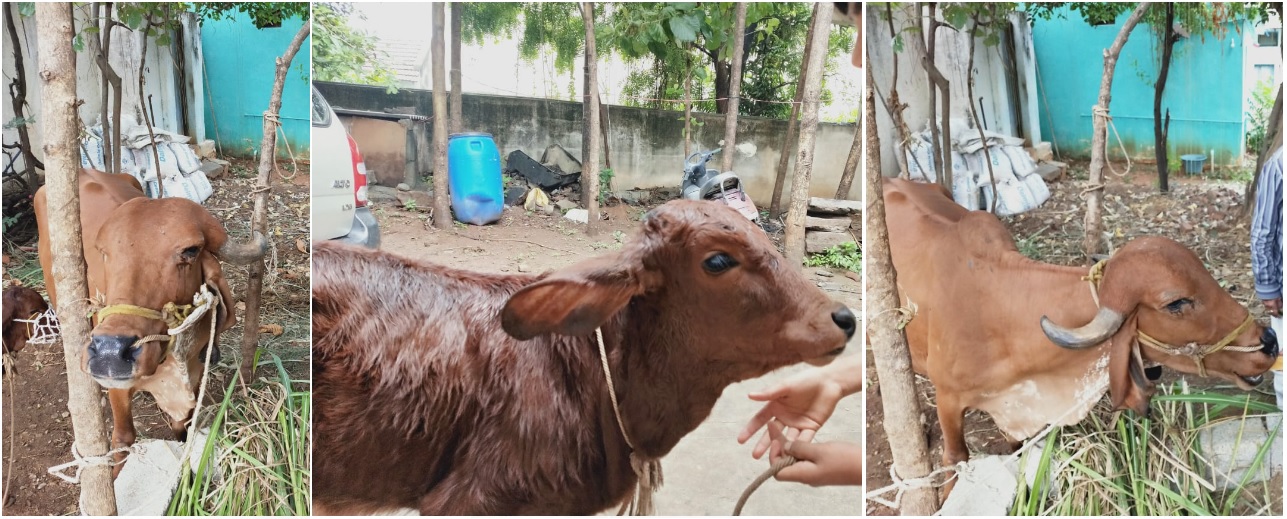 GirCowNCalf.jpg