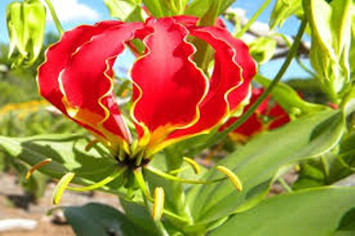 gloriosa-superba-kalihari--500x500.jpg
