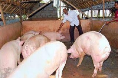 GRP farm Piggery Unit 5a.jpg