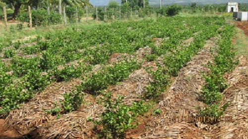 GRP farms jasmine field 3a.jpg