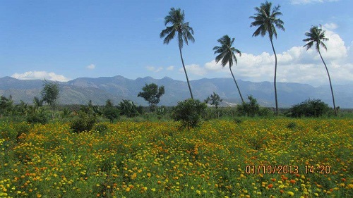 GRP farms Marigold farm 4a.jpg