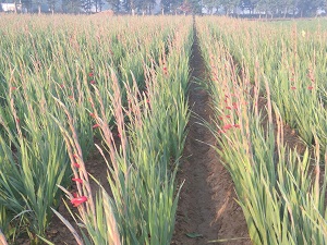 Gurvinder Singh Sohi Farm.jpg