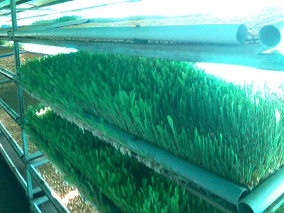 Hydroponics 3.jpg