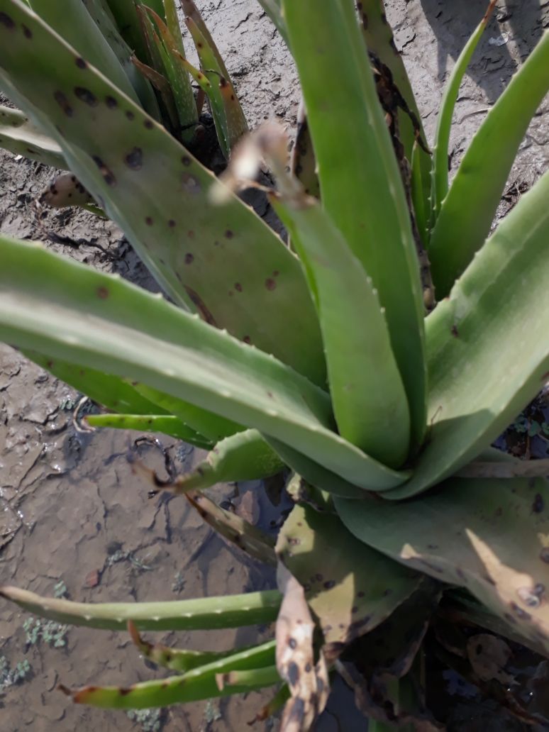 IMG-20180505-WA0012.jpg