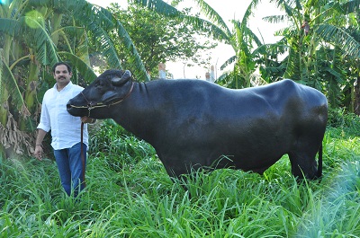 IMG_4413 dairy.jpg