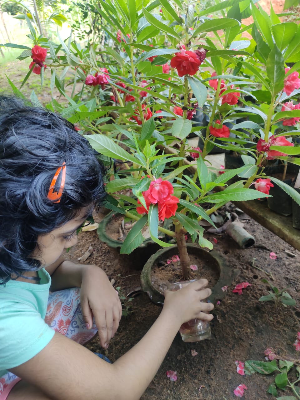 Iniya Onion Peel.jpg