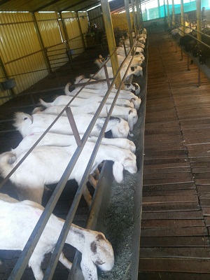Kadam Farm.jpg