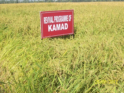 Kamad.jpg