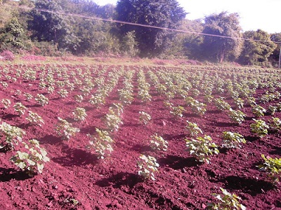 Kracadawna Organic Farm 2 a.jpg
