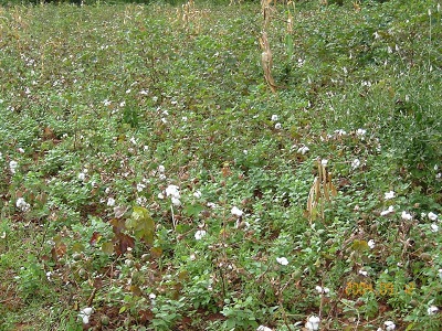 Kracadawna Organic Farm 3 a.jpg