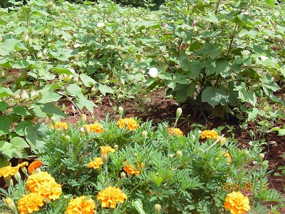 Kracadawna Organic Farm 4 a.jpg