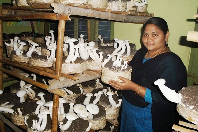 lakshmimushrooms 3 a.jpg