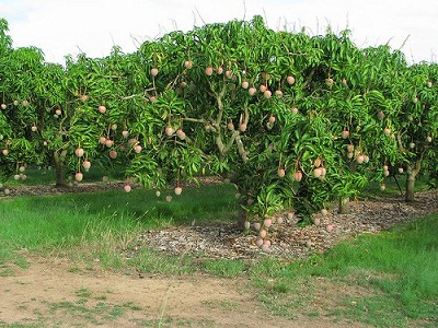 Mango Farm.jpg