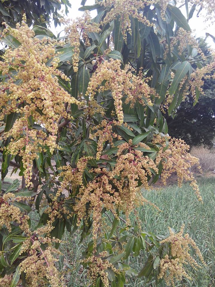 mango8.jpg