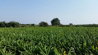 Mr. Satish Reddy 2 a.jpg