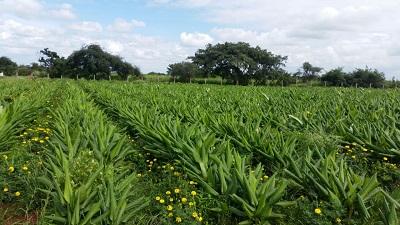 Mr Satish Reddy 4 a.jpg