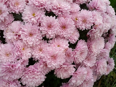 Mr. Srinivas Reddy Chrysanthamum 2 a.jpg